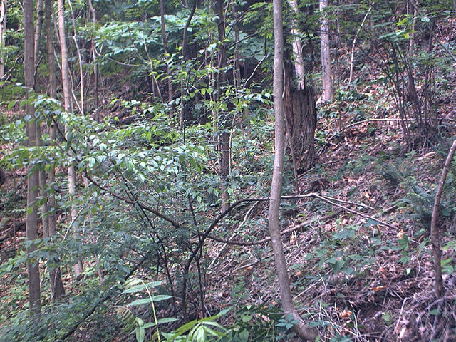 the confluence site on fox mountain facing east