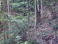 #2: the confluence site on fox mountain facing east