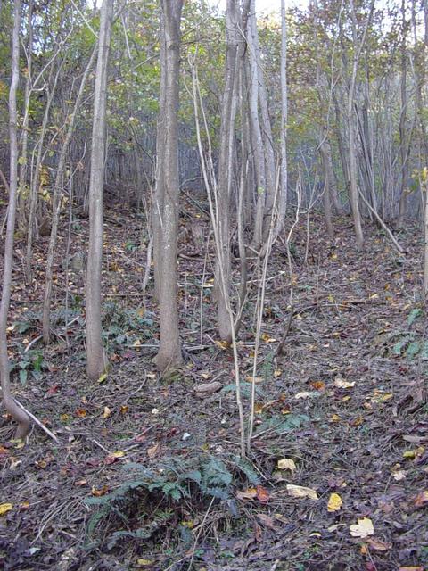 The confluence point is just to the left of the small trees