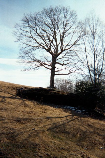 Impressive tree at the edge of the woods near the bald peak.