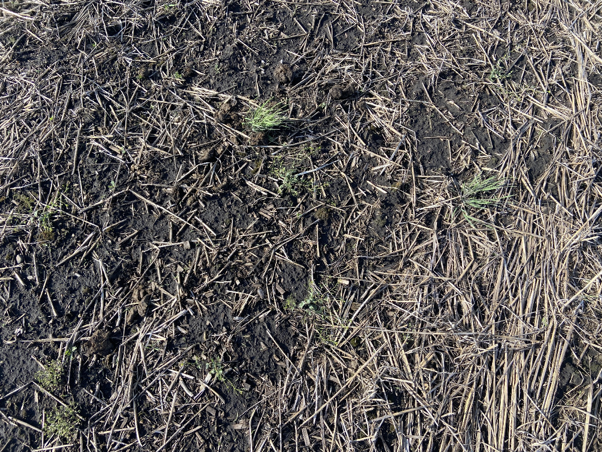 Groundcover at the confluence point. 