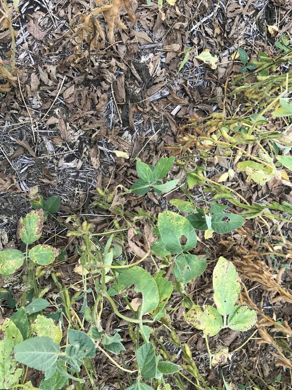 Ground cover at the confluence point. 