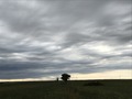 #9: View to the west from the confluence point with the sky and lone tree.