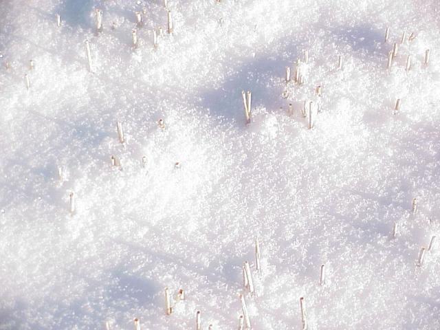 Ground cover at the confluence site.