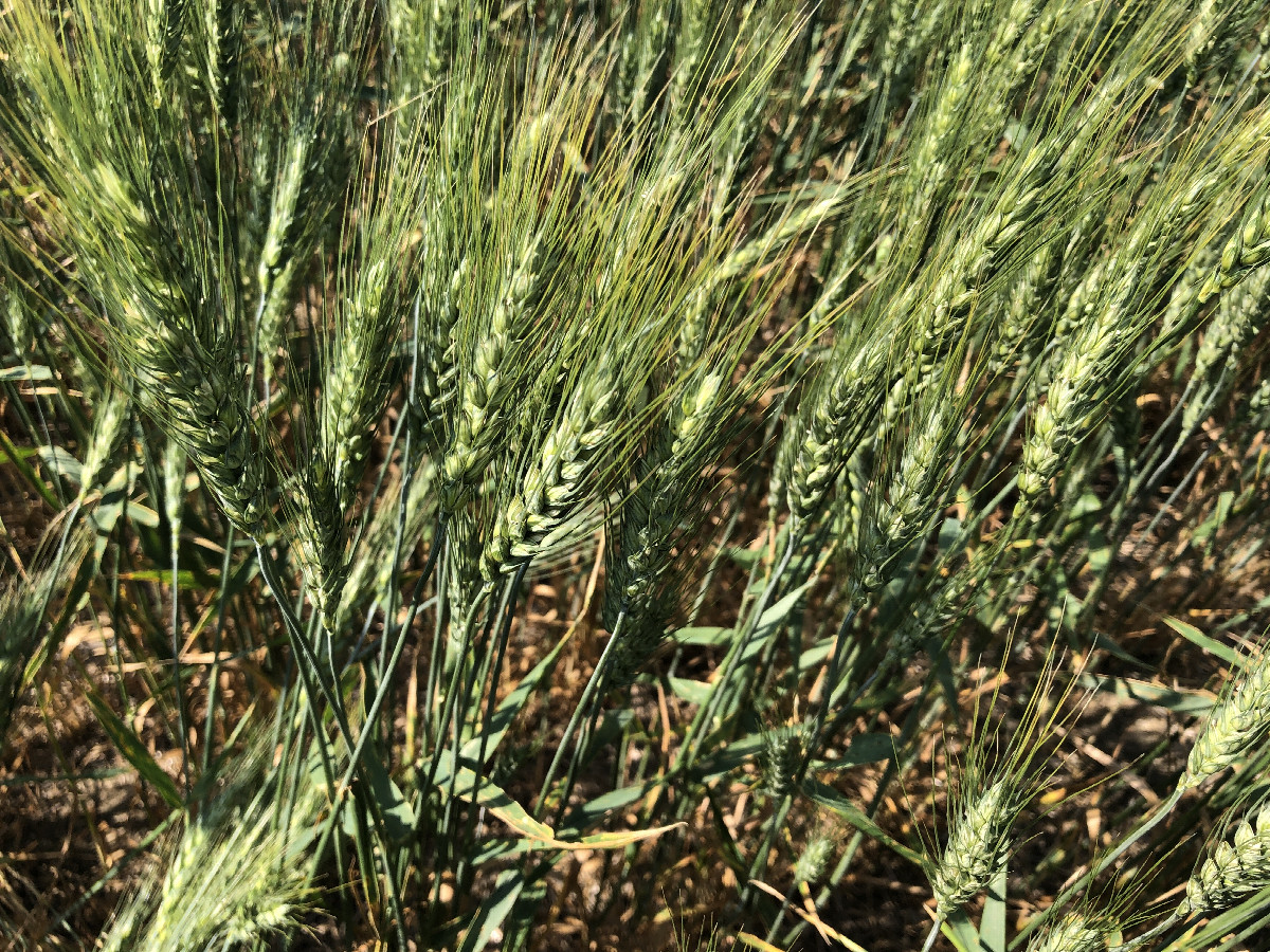 Ground cover – “and the wavin' wheat can sure smell sweet…”