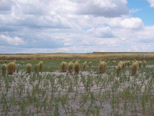 Mud Flats