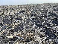 #10: The groundcover and horizon at the confluence point.