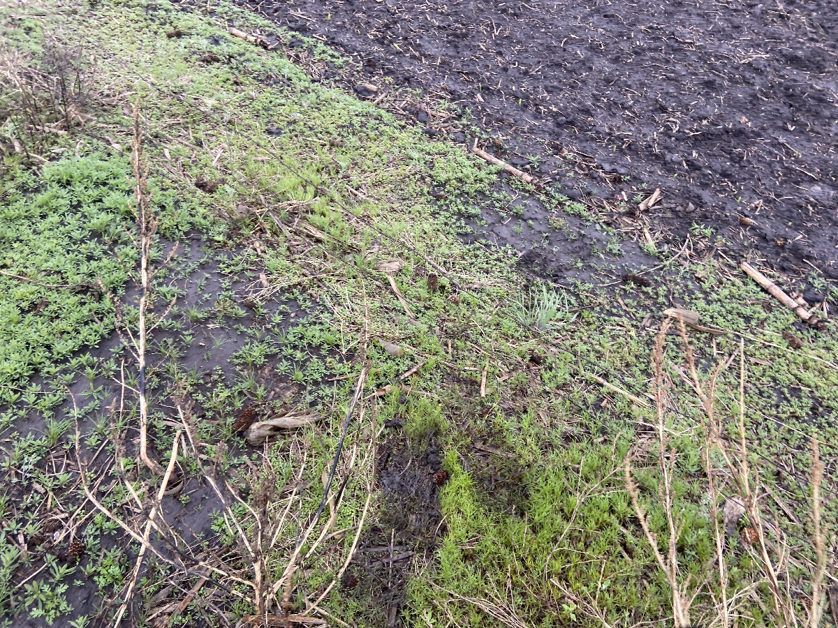 Soggy ground cover at the confluence point.  