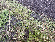 #7: Soggy ground cover at the confluence point.  