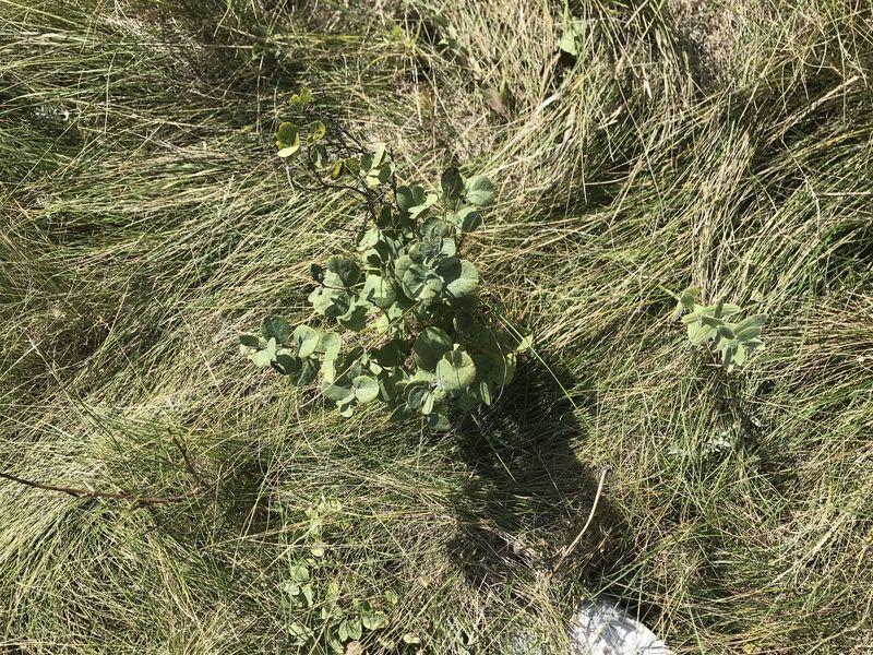 Ground cover at the confluence point. 