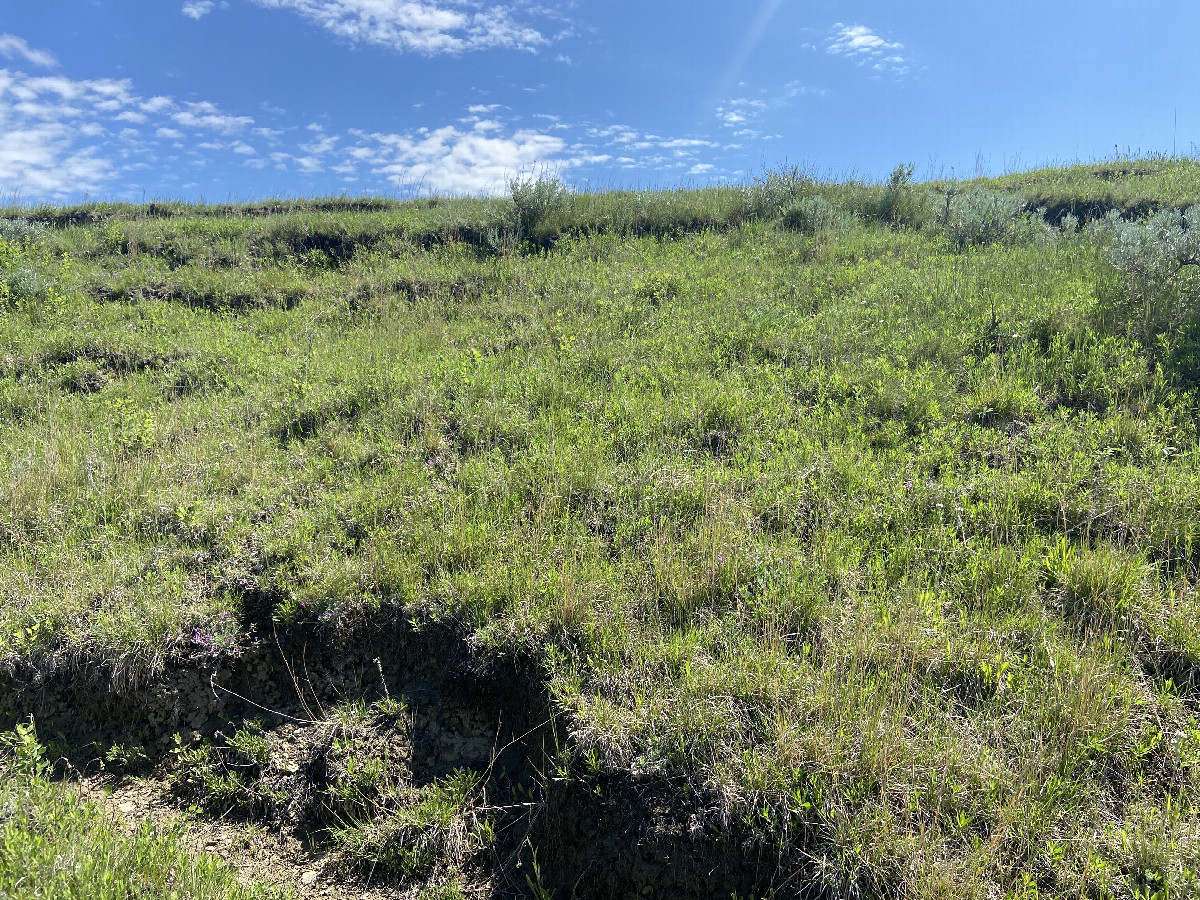 The view to the east from the confluence point.