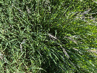 #8: Ground cover at the confluence point, not far from the lake. 