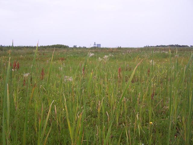 View North from the edge of a dry slough.