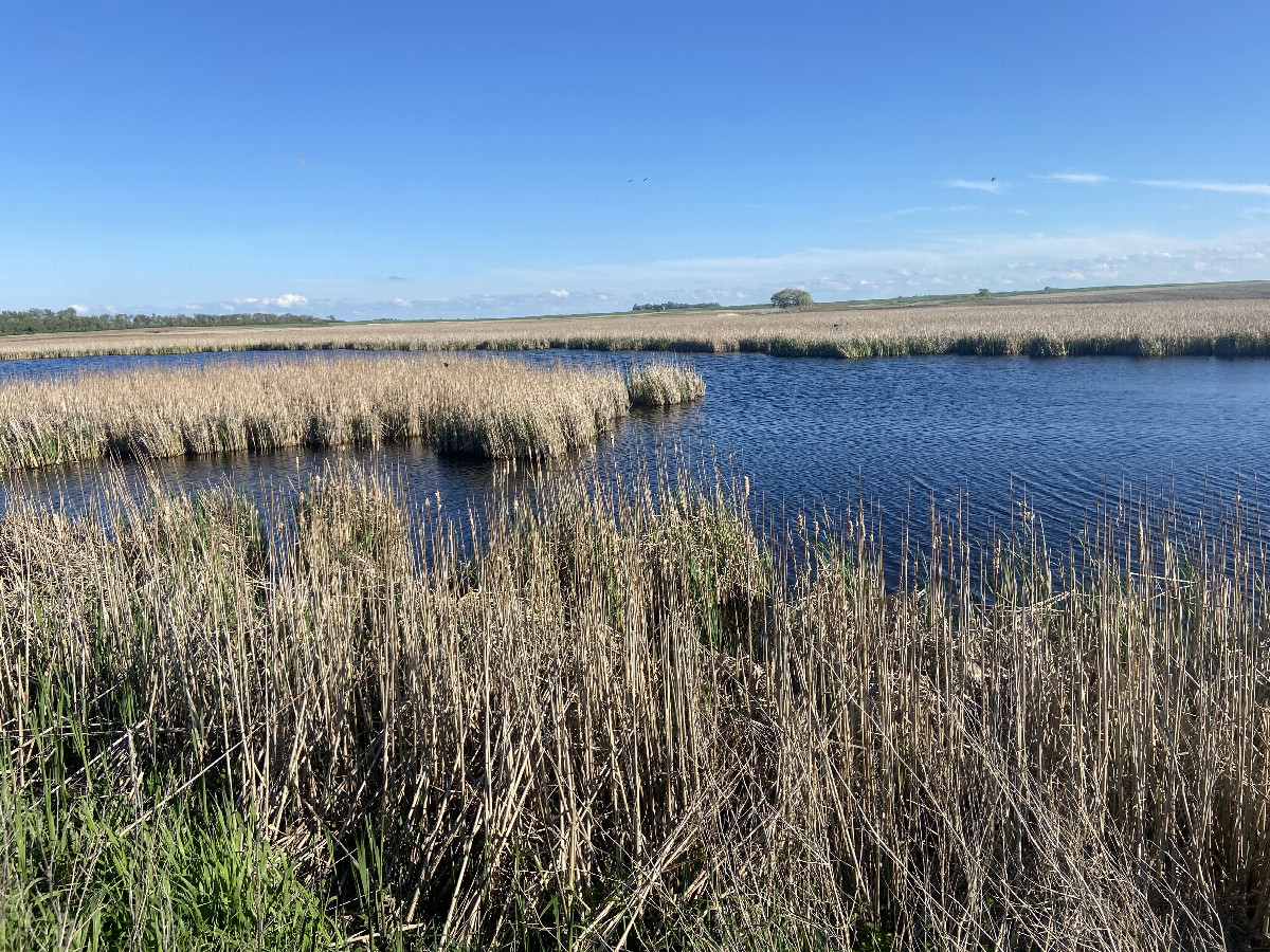 View to the south toward the confluence, which is in the reeds across the open water. 