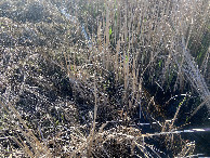 #8: Ground cover at the confluence point.  