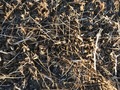 #4: Ground cover at the confluence point. 