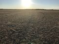 #8: View to the west from the confluence point. 