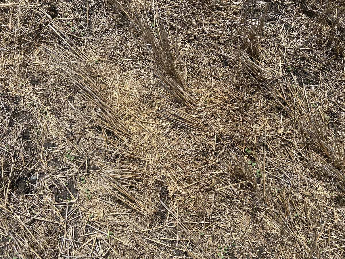 Ground cover at the confluence point. 