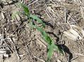 #4: Groundcover at confluence site - newly planted corn.