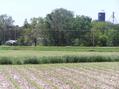 #5: Agricultural view to the west northwest from the confluence.