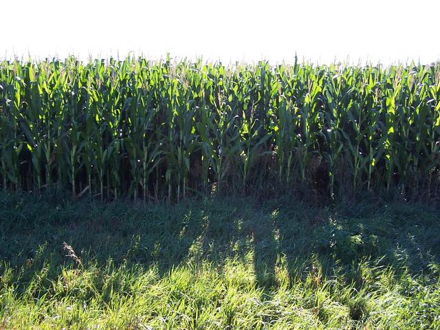 The view to the East.  Confluence is 38 m into the corn field.