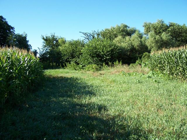 Looking South from near the confluence.