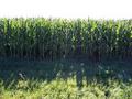 #3: The view to the East.  Confluence is 38 m into the corn field.