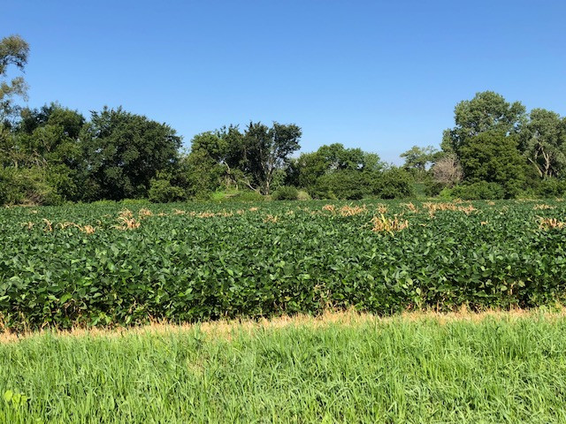 Looking east at the point in the soybean field about 50 meters away