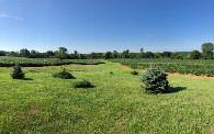 #5: View down towards the point from the back porch of the house