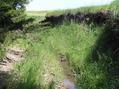 #6: Gully about 80 meters west of the confluence, looking north.