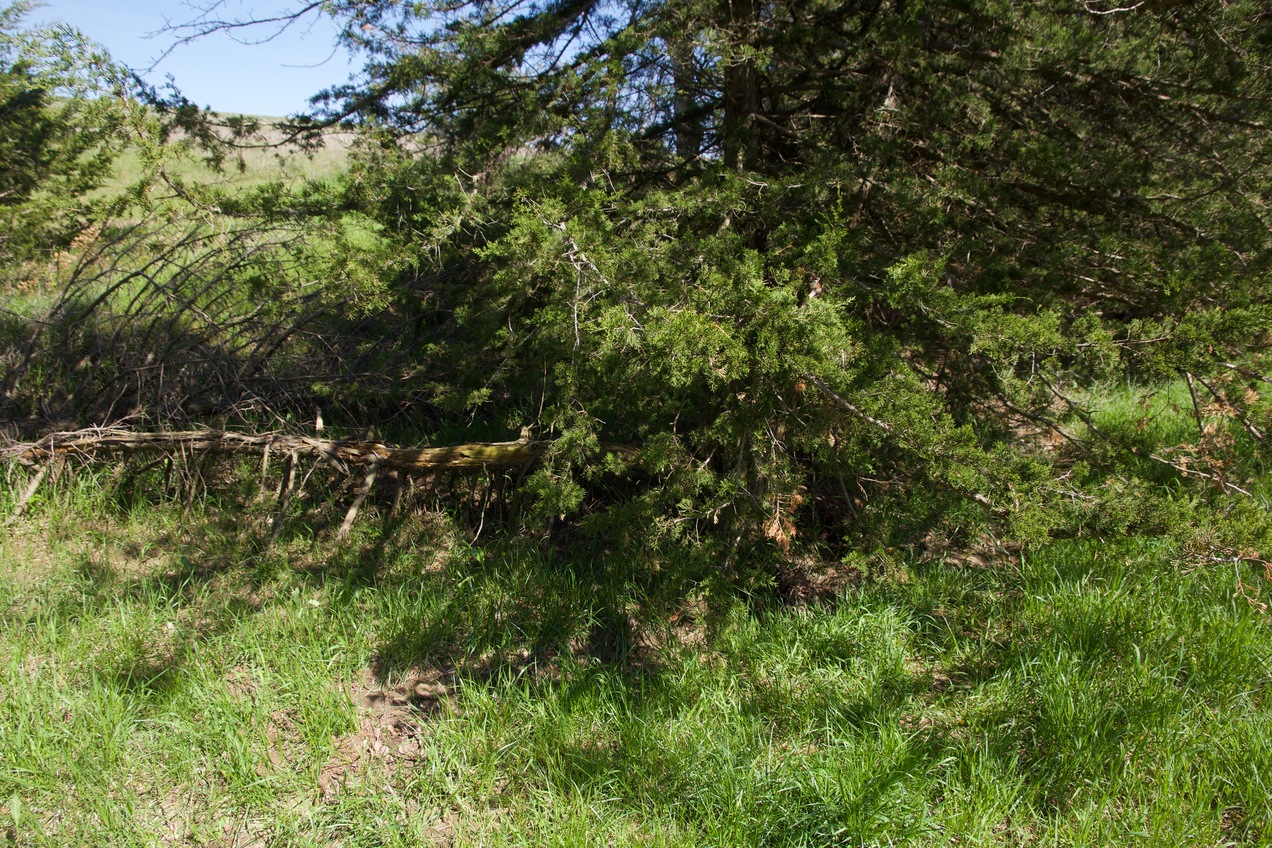 The confluence point lies in a riparian area of a farm, near (what appears to be) a cypress tree