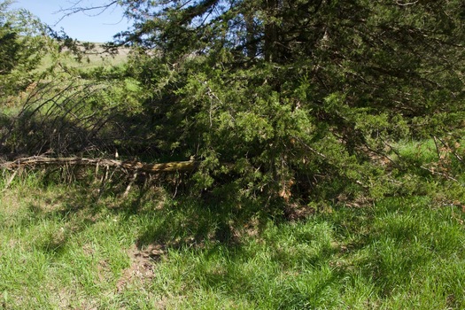 #1: The confluence point lies in a riparian area of a farm, near (what appears to be) a cypress tree