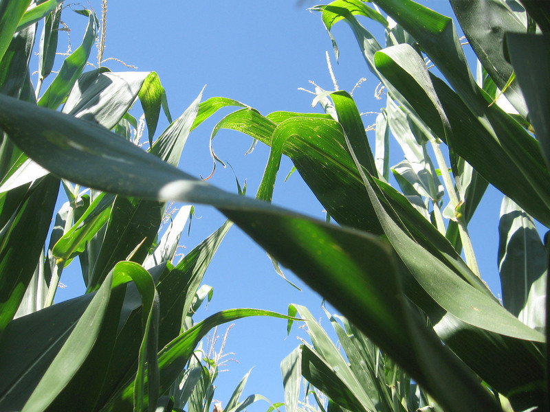 This is TALL corn (looking up).