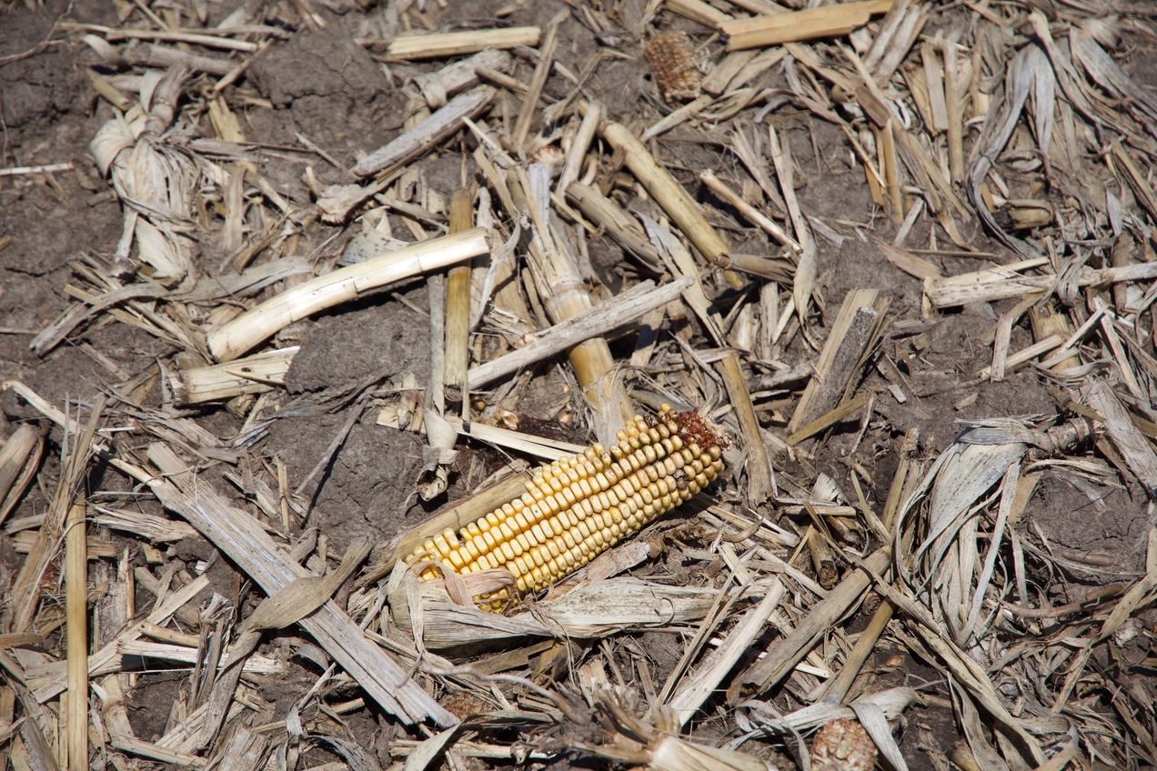 Ground cover at the confluence point.  Yes, corn was growing here!