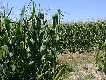 #4: Corn