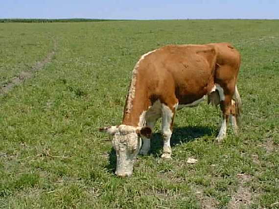 Brown cow