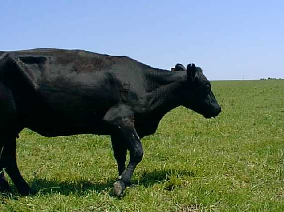 Black cow