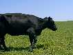 #3: Black cow