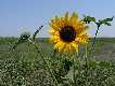 #4: Sunflower