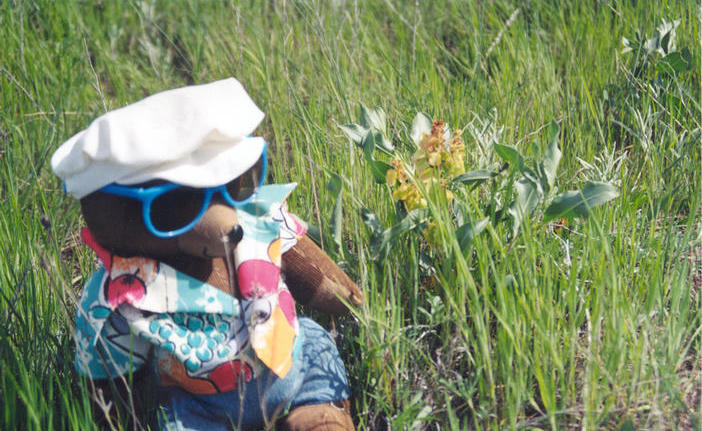 Closer look at the spot and T. McGee with a milkweed variety beside him.