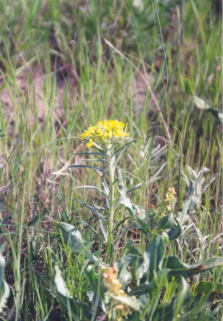 Another wildflower in the pasture.