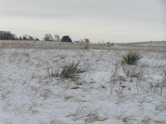 Great Plains confluence site, looking east-southeast.