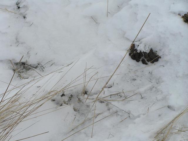 Ground cover at confluence.