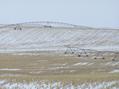 #8: Irrigation systems about 800 meters to the west of the confluence.