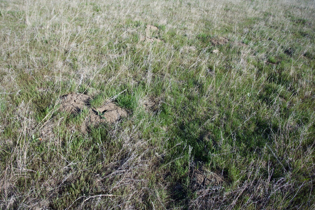 Ground cover at the confluence point