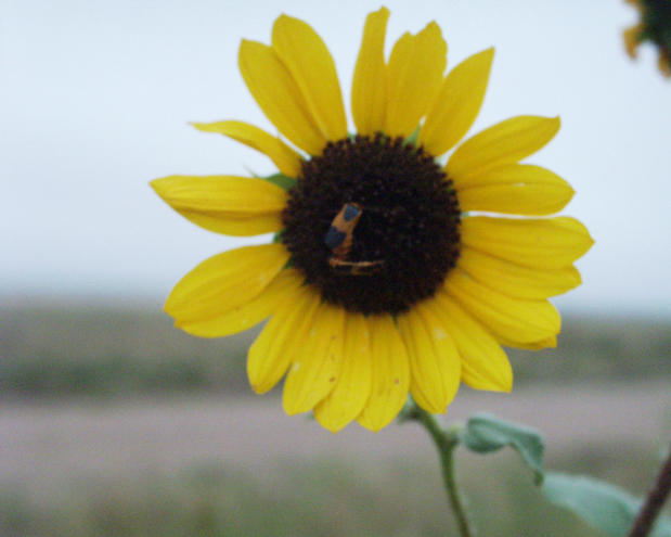 a sunflower