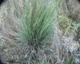 #3: the grass