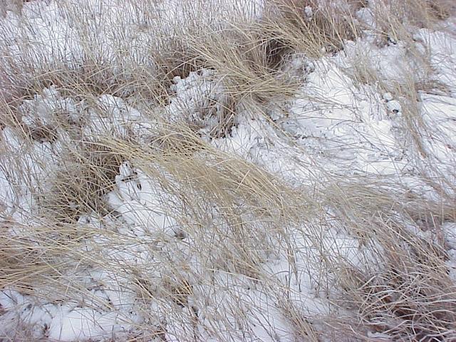 Ground cover at the confluence site--Great Plains grassland in midwinter.