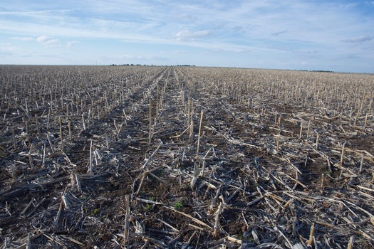 #1: The confluence point lies within a fallow corn field.  (This is also a view to the North, towards a dirt road, 0.2 miles away.)