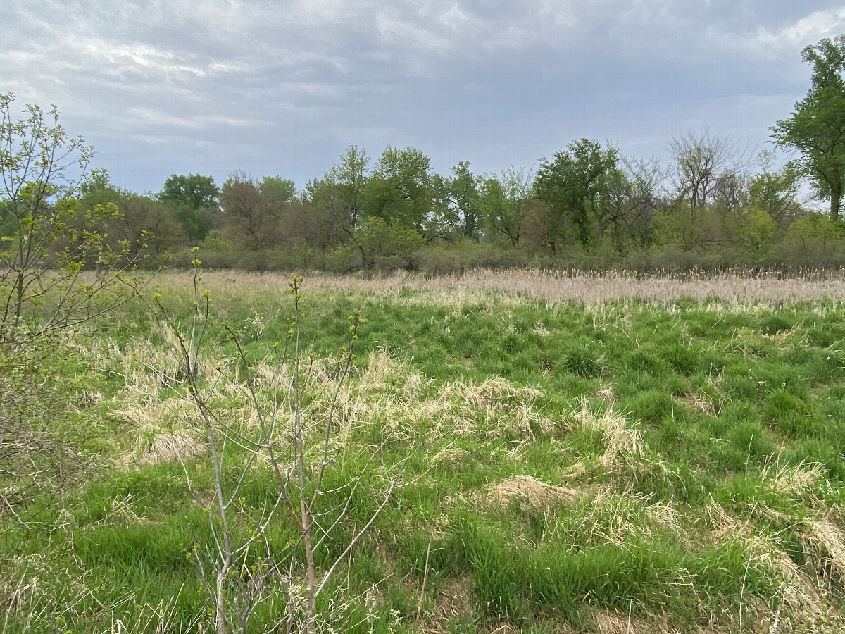 The site of 42 North 97 West, in the mid-distance, across the wetland, along the treeline, looking north-northwest.